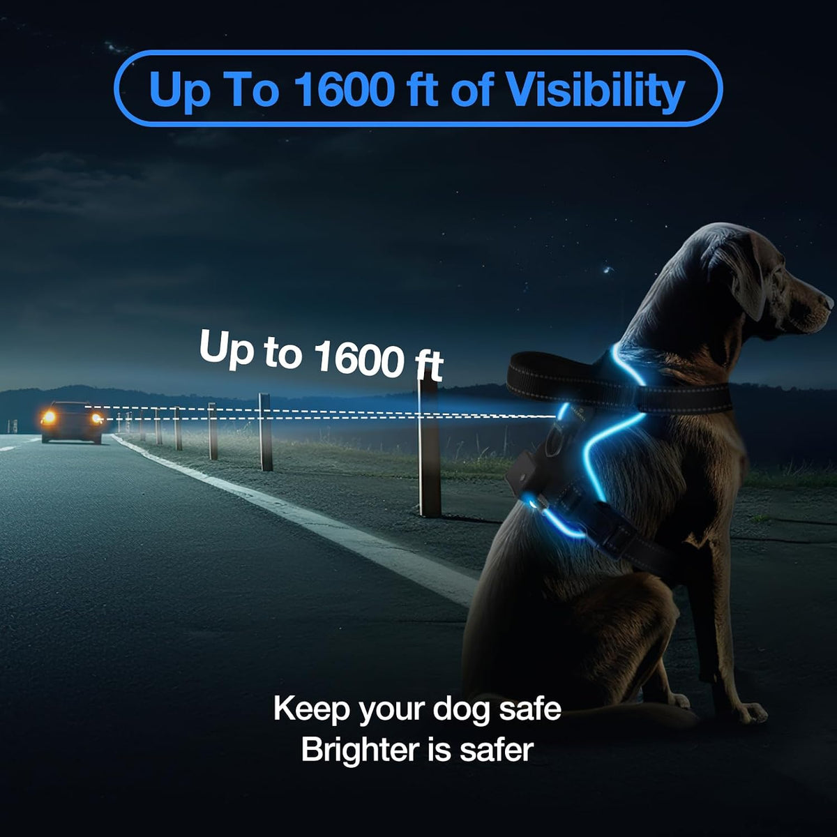 dog wearing led harness at night with bright blue illumination showing up to 1600 ft visibility for safety