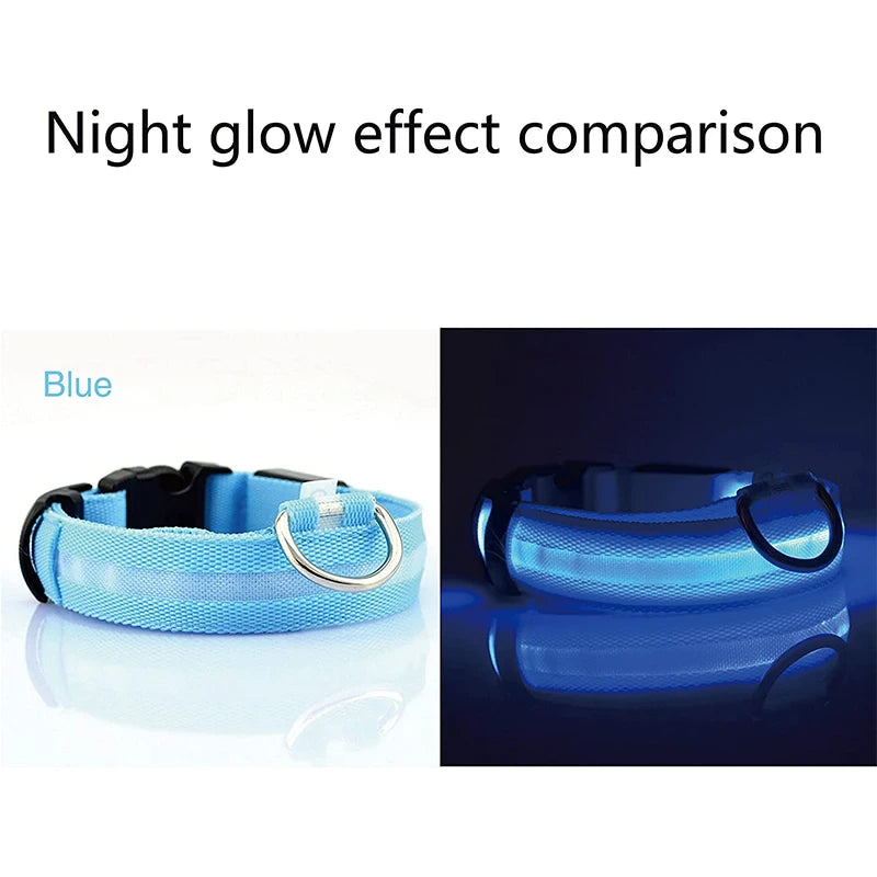 Blue LED dog collar showing daytime look and bright night glow for pet visibility and safety.