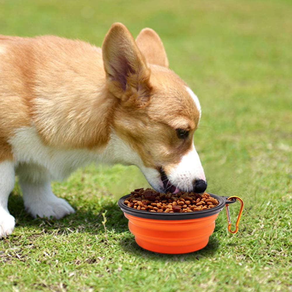 small dog eating from collapsible travel bowl orange silicone portable pet food dish for outdoor use