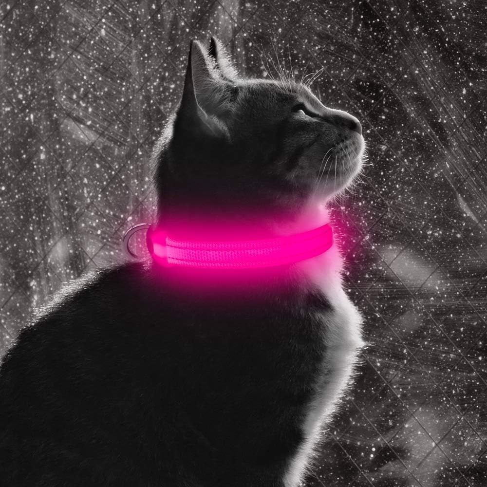 pink LED dog collar glowing brightly reflective and glow in the dark design for night walks