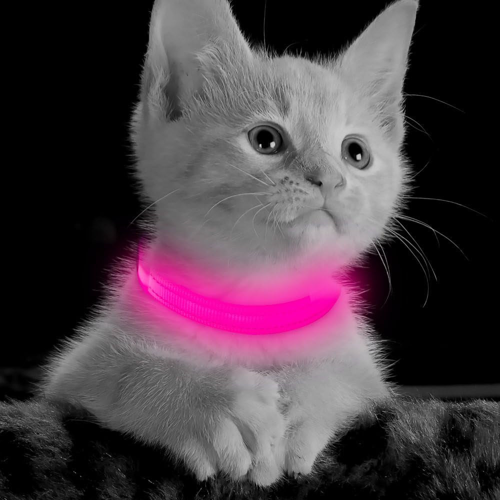 cat wearing pink LED glow in the dark collar for nighttime visibility and safety