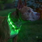 LED Dog Collar – USB Rechargeable, Waterproof, 1000‑ft Visibility – Medium