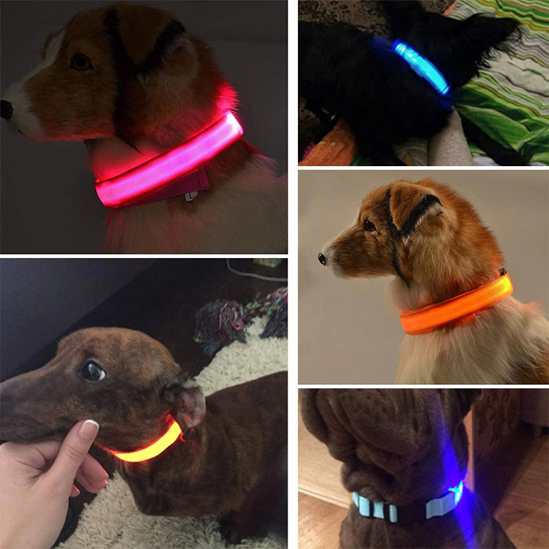 Dogs wearing bright LED glow collars in different colors for nighttime visibility and safety.