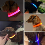Dogs wearing bright LED glow collars in different colors for nighttime visibility and safety.