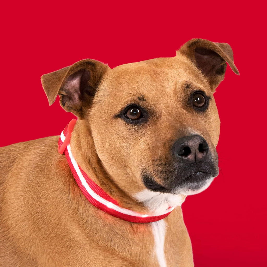 dog wearing bright red LED collar glow in the dark for night visibility and safety
