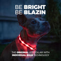 dog wearing red LED light up collar with individual bulb technology for maximum brightness
