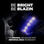 Dog wearing a bright blue LED collar with individual bulb technology glowing at night for high visibility and safety.