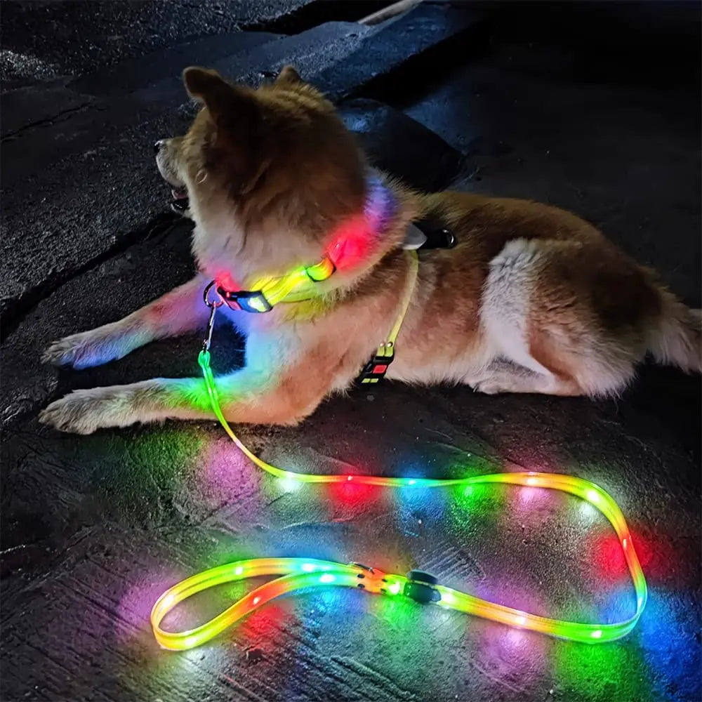 dog walking at night wearing bright LED collar and leash for enhanced visibility