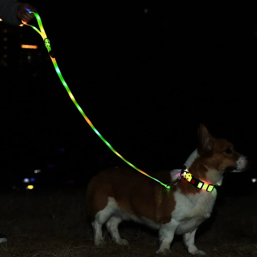 LED dog leash glowing in multiple colors during nighttime walk for pet safety