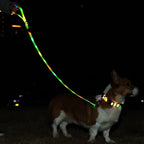 LED dog leash glowing in multiple colors during nighttime walk for pet safety