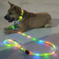 dog wearing LED collar and multicolor LED leash glowing at night for safety visibility