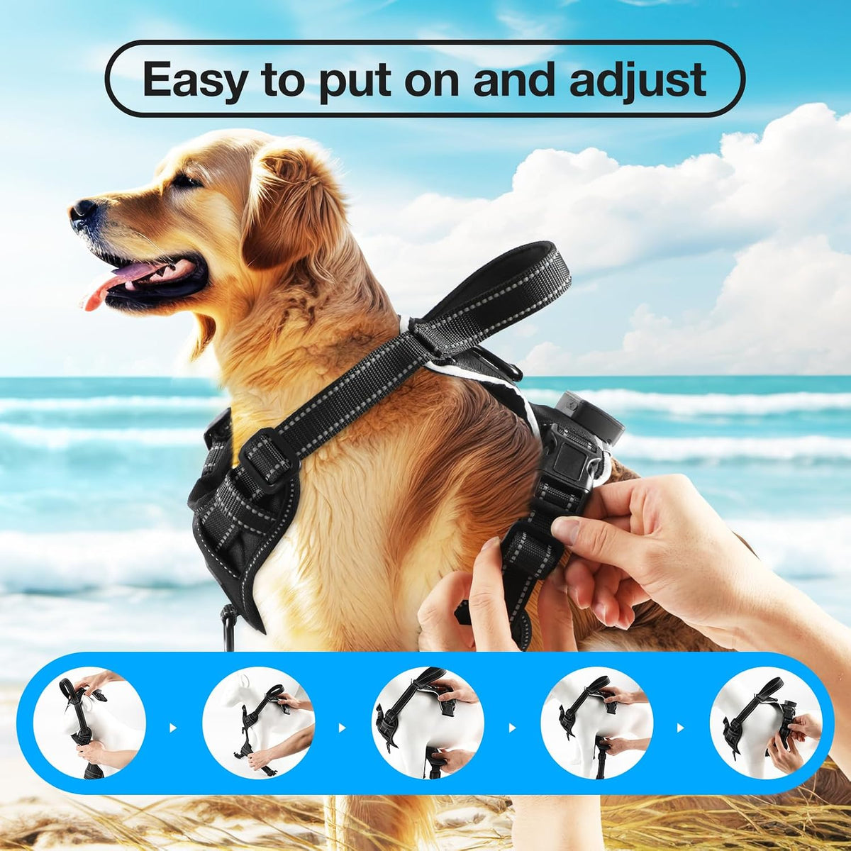 dog harness easy to put on and adjust with step-by-step fitting guide on beach