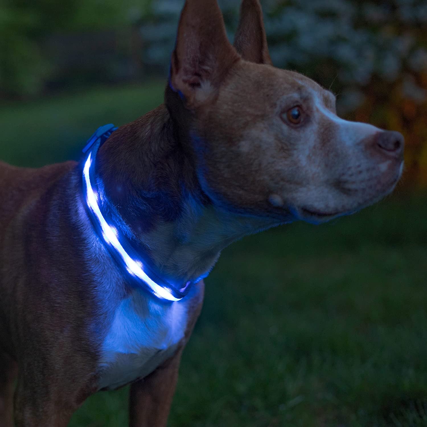 Dog wearing a bright blue LED collar glowing at night for high visibility and safety.