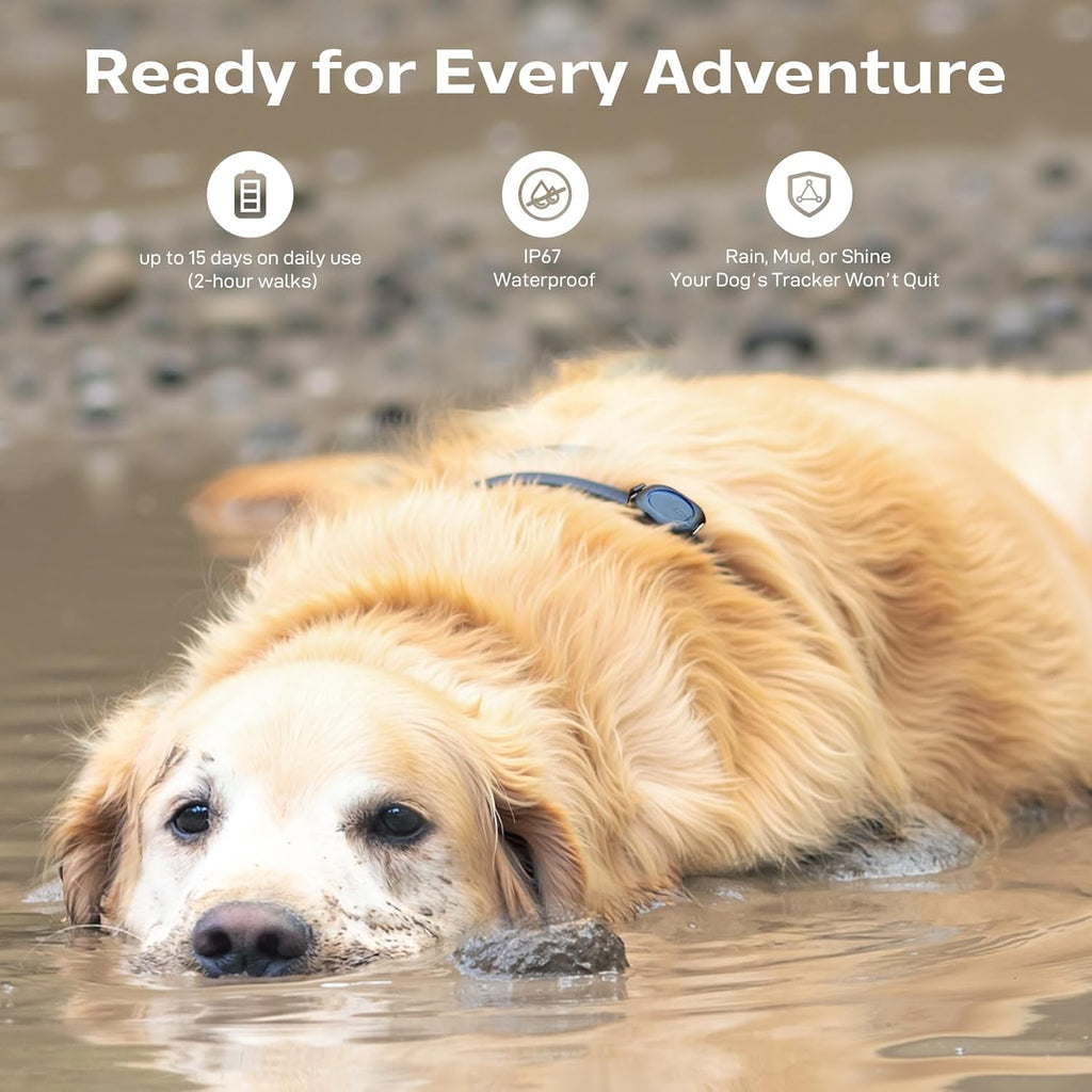 Golden retriever lying in mud wearing waterproof GPS tracker built for rugged, off‑grid adventures.